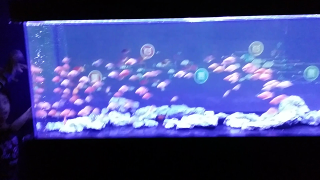 迫り来る魚群の記事動画