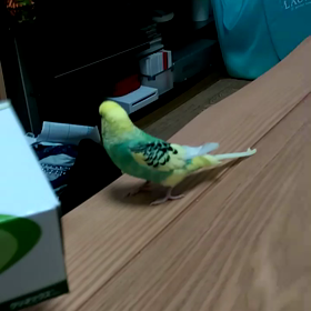 もーちゃんのマイブームの画像