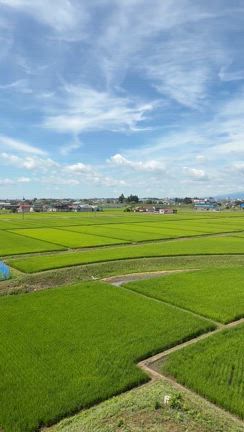 奥州市の田んぼアートへ(2025年7月)の記事動画