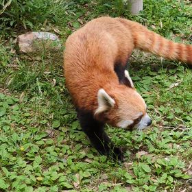 久々に石川動物園。の画像