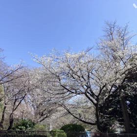 しげしげの画像