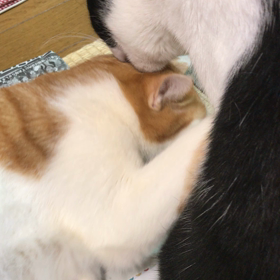 ニャンコの画像