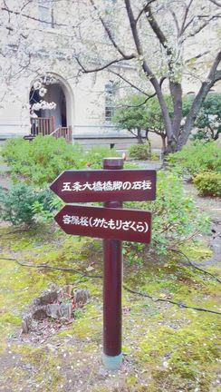 気品を保ちながら今昔の京都を見守り続ける容保桜に目を奪われた京都府庁旧本館の記事動画