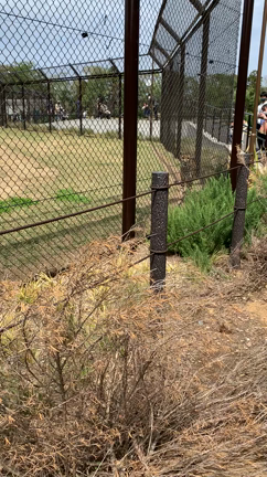 昨日は久しぶりにたけ散歩の記事動画