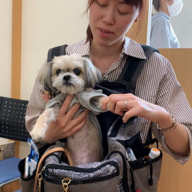 犬アトピー性皮膚炎の治療オプション:減感作療法の画像