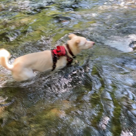暑いに日には川遊びの画像