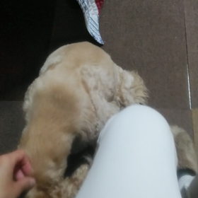 犬も考えて生きているの画像