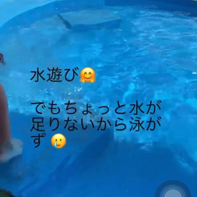 茶々の夏②の画像