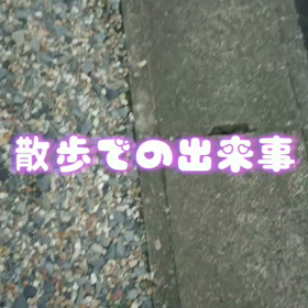 茶々 はじめての秋…の画像