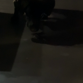 カブトムシの画像