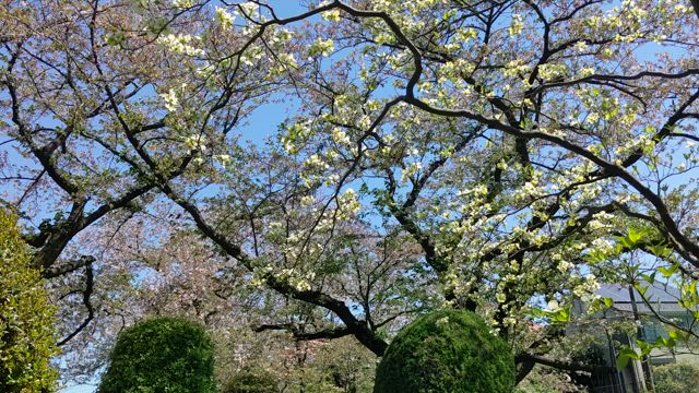 春は、色とりどりの花が咲き誇る音の花畑✨の記事動画