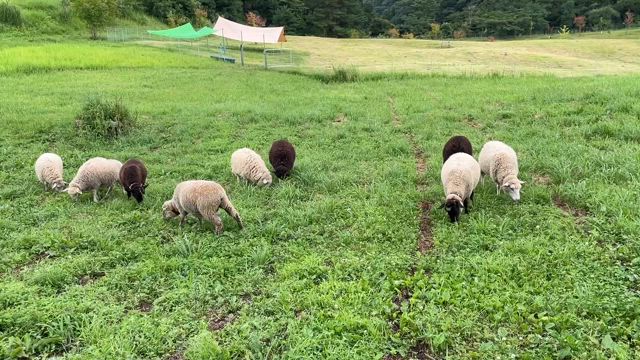 動画②の記事動画