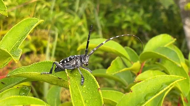 動画②の記事動画