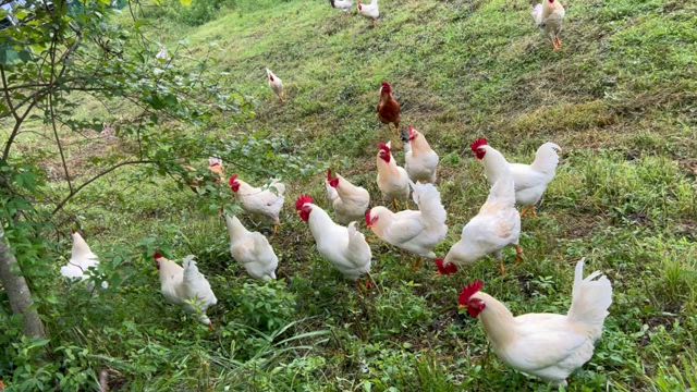 天界は清々しく②早朝編の記事動画