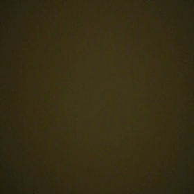 セミの画像