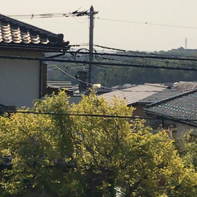 子供達が起きてくる前に　美しい鳥の声の画像