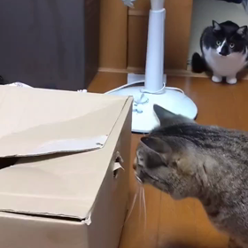 猫と段ボールの画像