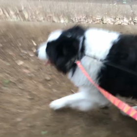 ♪お散歩動画♪代々木公園♪②の画像