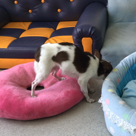 ♪プレイルーム動画♪②の画像