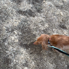 1月9日10わんこと2時間遠足　代々木公園表参道の画像