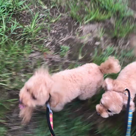 ♪お散歩動画♪代々木公園♪の画像