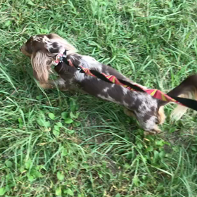 ♪お散歩動画♪代々木公園♪の画像