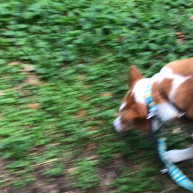 ♪お散歩動画♪代々木公園♪の画像