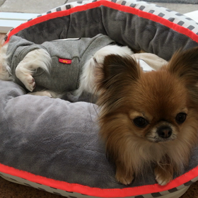 今日のめるちゃん＆にこちゃんの画像