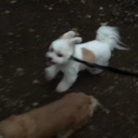♪お散歩動画♪代々木公園♪の画像