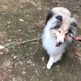 ♪お散歩動画♪代々木公園♪の画像