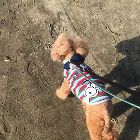 ♪お散歩動画♪お台場海浜公園♪の画像