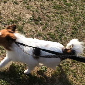 ♪お散歩動画♪代々木公園♪の画像