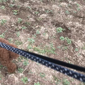 ♪お散歩動画♪代々木公園♪の画像