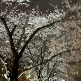 3月31日12わんこと1時間散歩　　新宿の画像