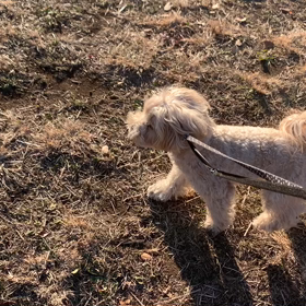 12月23日12わんこと3時間遠足　代々木公園表参道新宿中央公園の画像
