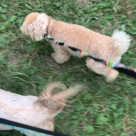 10月6日12わんこと1時間30分遠足　代々木公園の画像