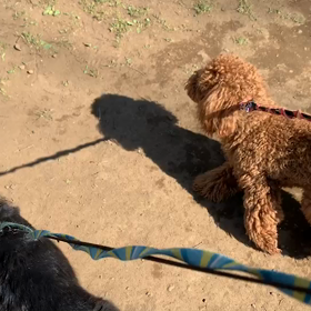 4月3日11わんこと1時間遠足  代々木公園の画像