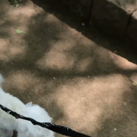 ♪お散歩動画♪代々木公園♪②の画像