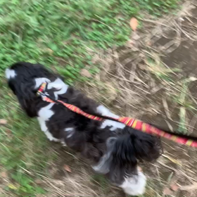 10月4日13わんこと3時間遠足　代々木公園表参道の画像