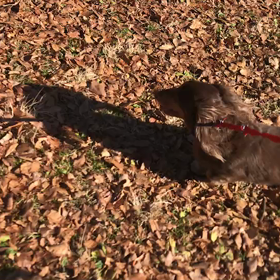 ♪お散歩動画♪代々木公園♪の画像