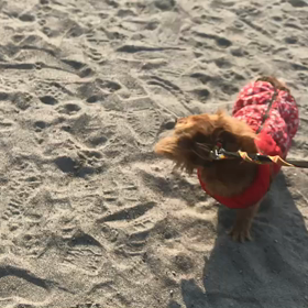 ♪お散歩動画♪お台場海浜公園♪の画像