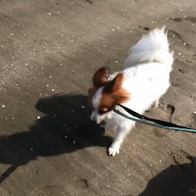 ♪お散歩動画♪お台場海浜公園♪の画像