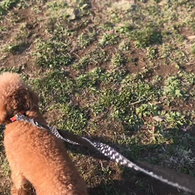 ♪15わんこと120分遠足♪代々木公園♪の画像