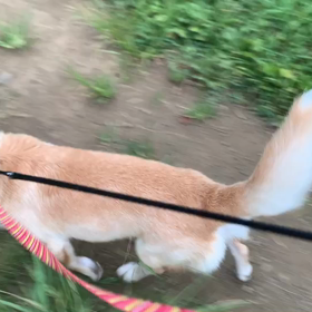 8月22日10わんこと2時間遠足　代々木公園表参道の画像