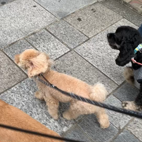 10月18日11わんこと2時間遠足　代々木公園表参道の画像