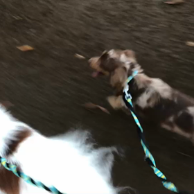 ♪お散歩動画♪代々木公園♪の画像