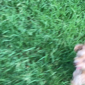 ♪お散歩動画♪砧公園♪の画像