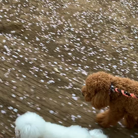 4月8日9わんこと1時間遠足  代々木公園の画像