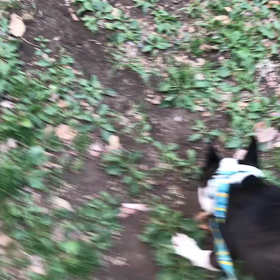 ♪お散歩動画♪代々木公園♪①の画像