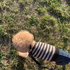 10月25日9わんこと2時間遠足　代々木公園表参道の画像